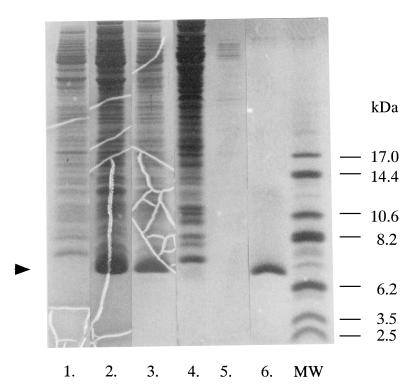 FIG. 1