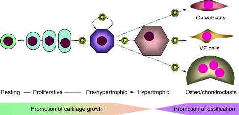 Fig. 3