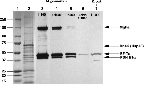 FIG. 6.