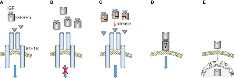 Figure 2