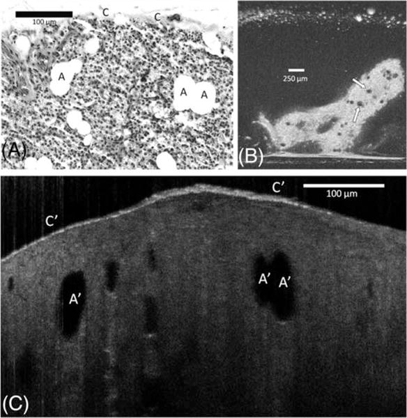 FIGURE 2