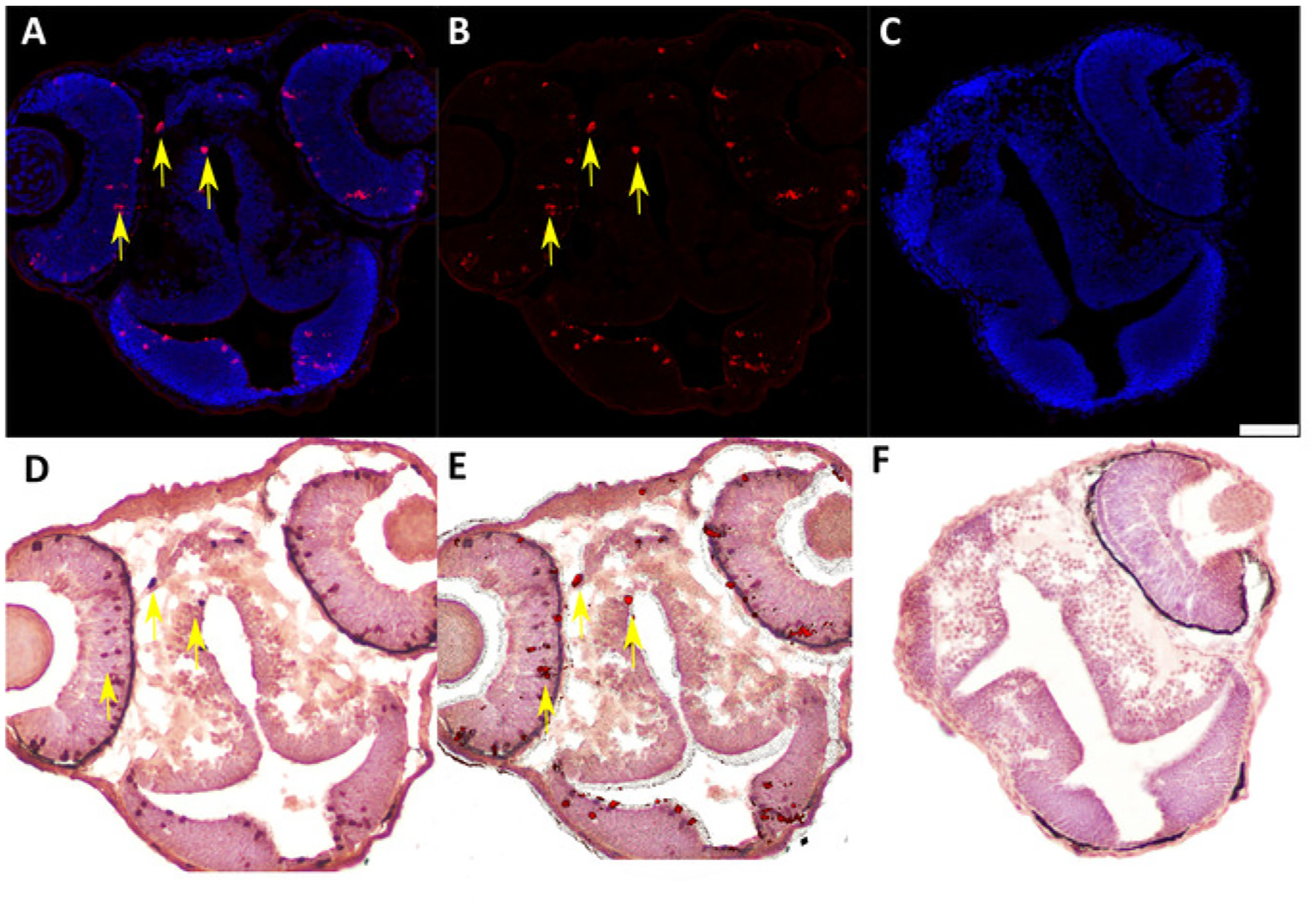 Figure 5: