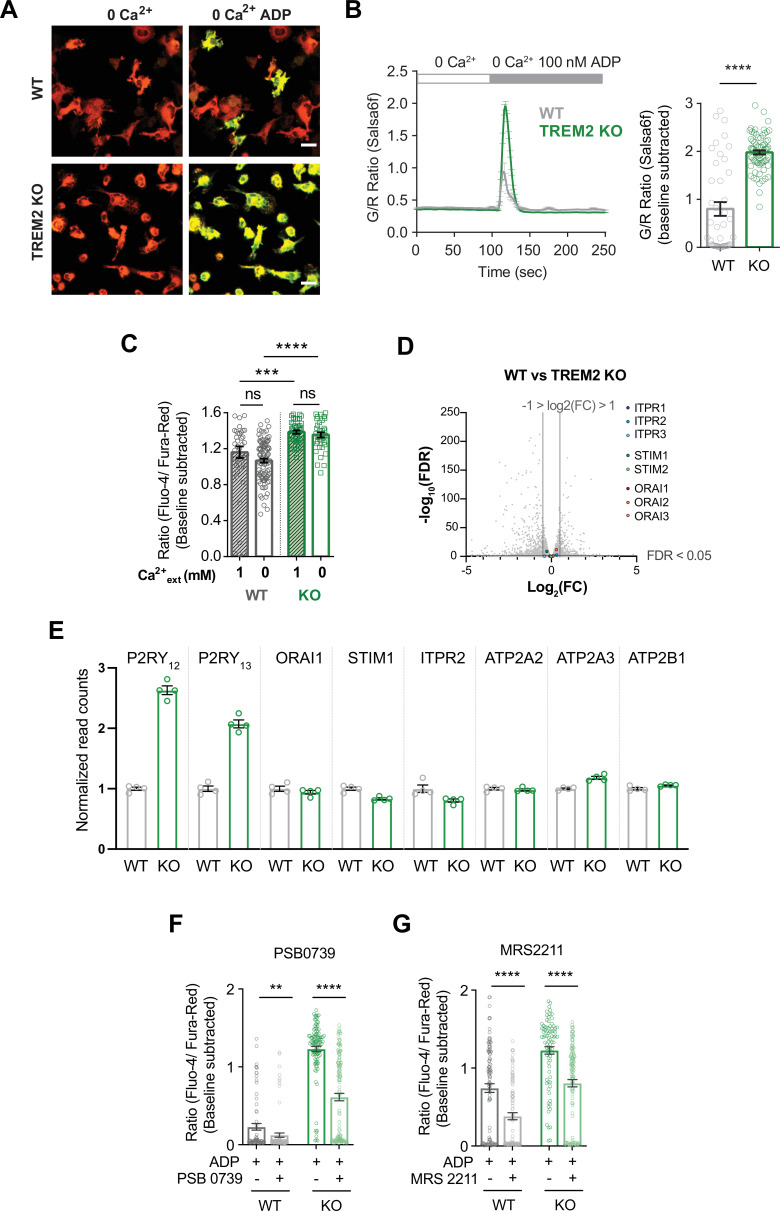 Figure 2—figure supplement 1.