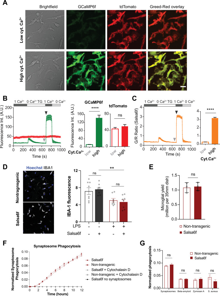 Figure 1—figure supplement 1.