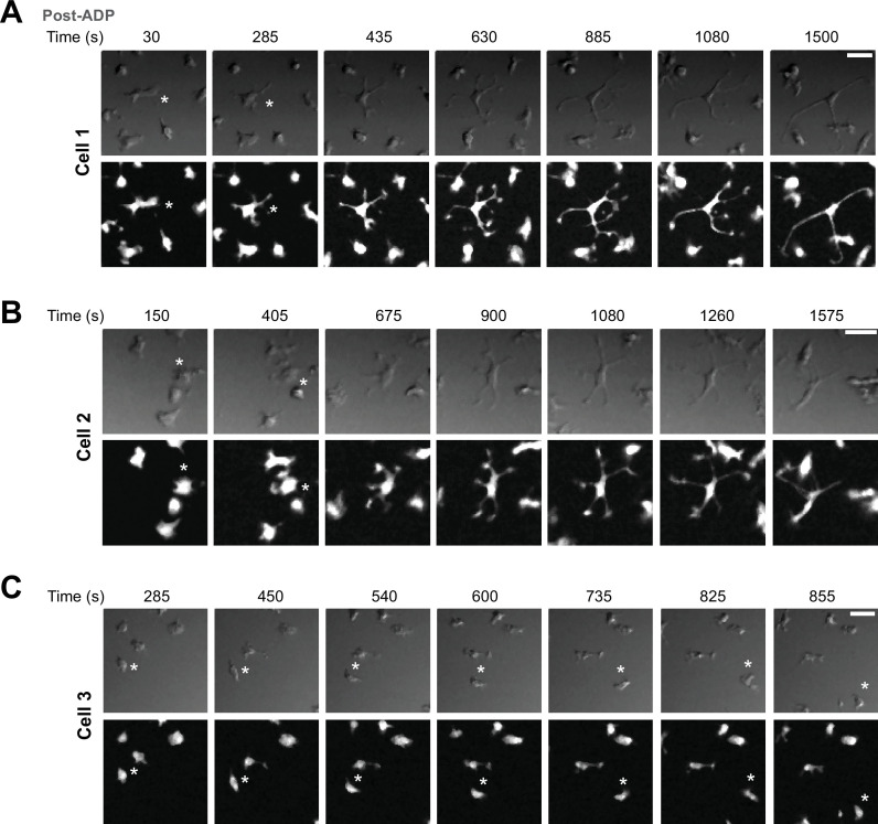 Figure 4—figure supplement 1.