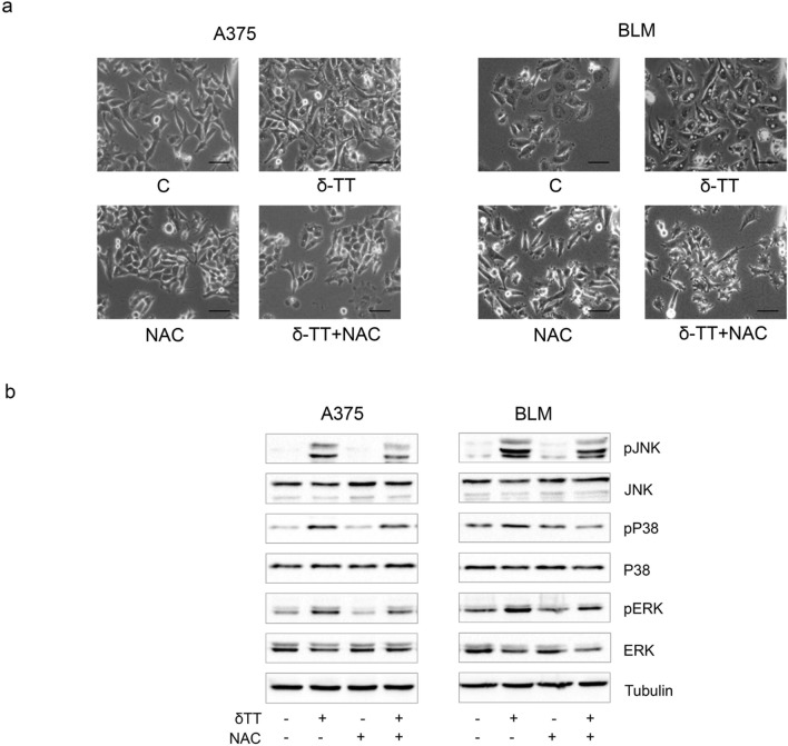 Fig. 6