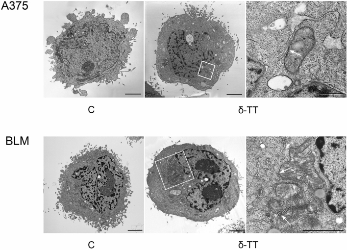 Fig. 9