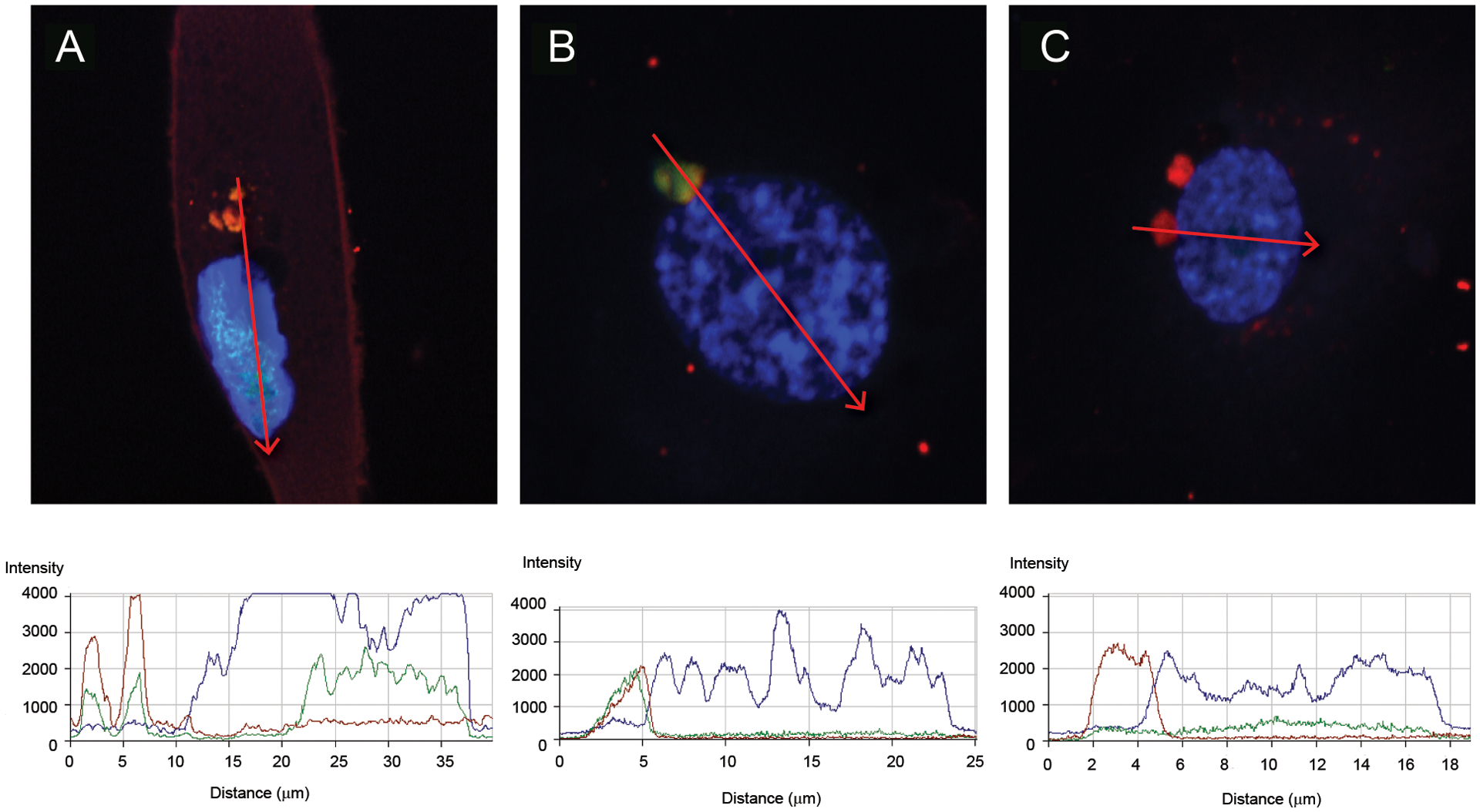 Figure 2: