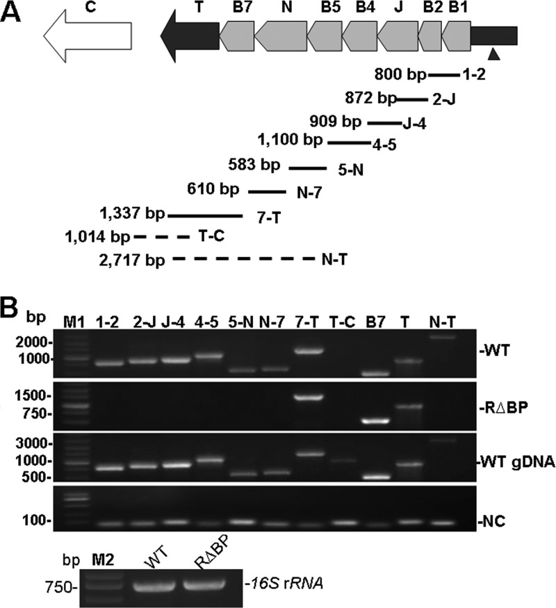 FIG 1