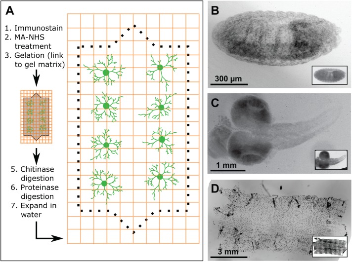 FIGURE 1: