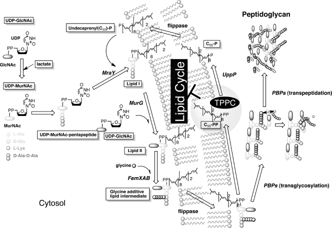 Fig. 2.