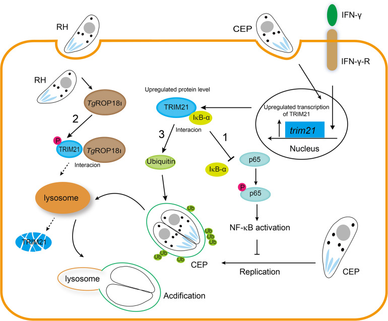 FIGURE 10