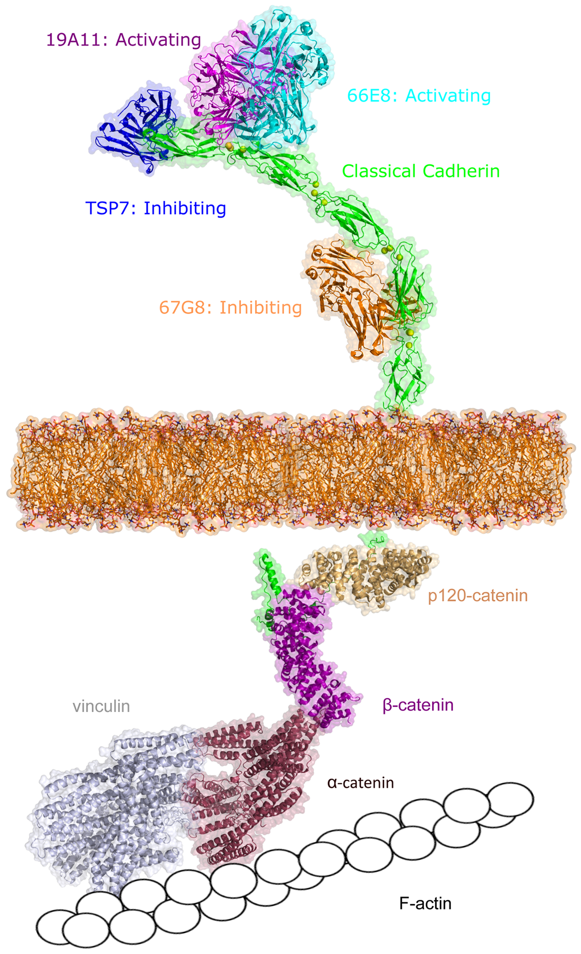 Figure 2: