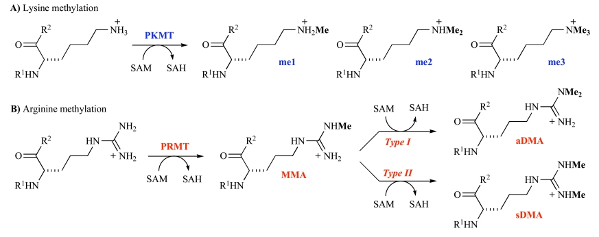 Scheme 1.