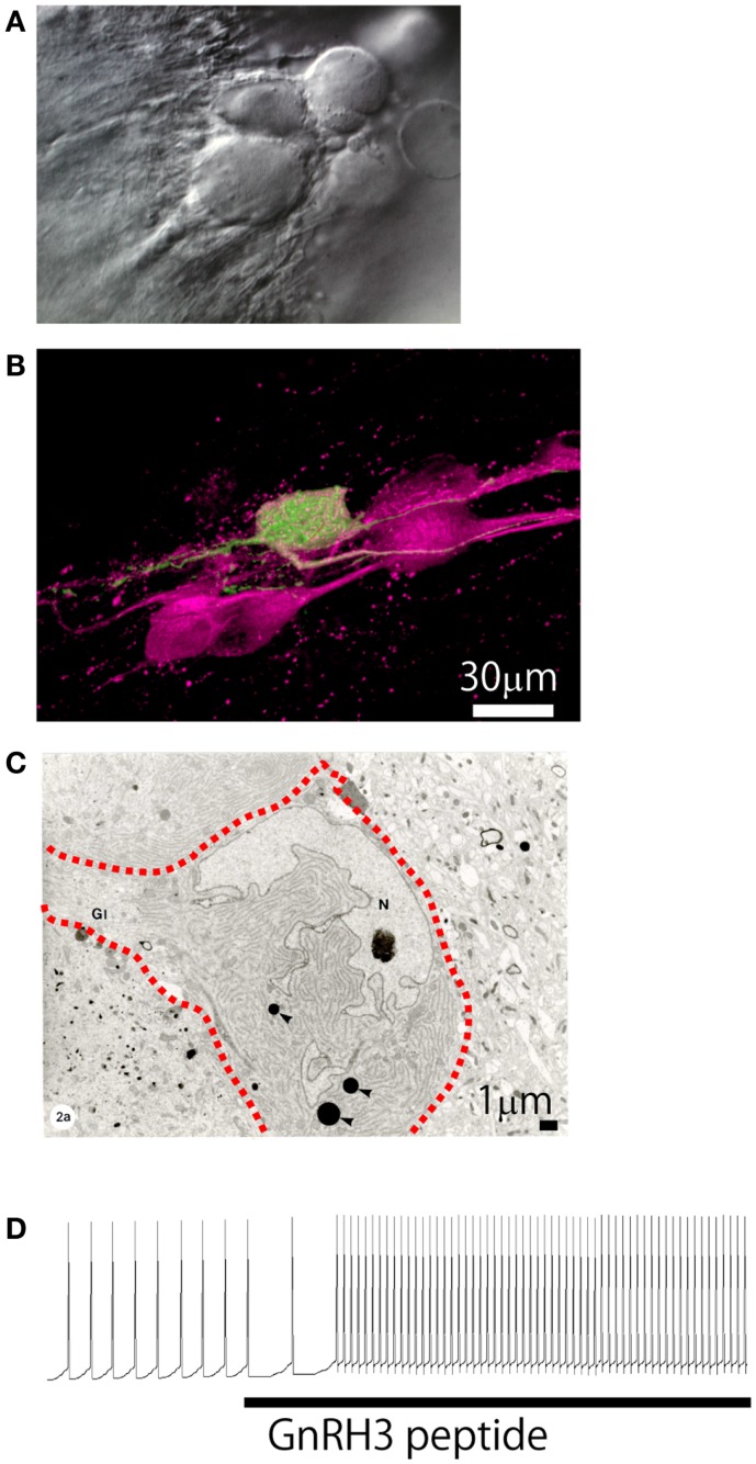 Figure 4