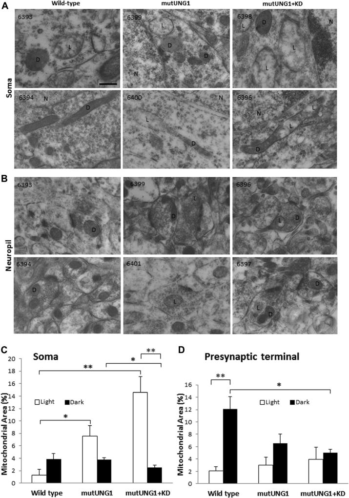 Fig. 6