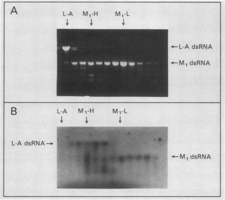 graphic file with name molcellb00089-0206-a.jpg