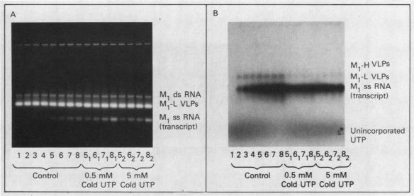 graphic file with name molcellb00089-0205-a.jpg