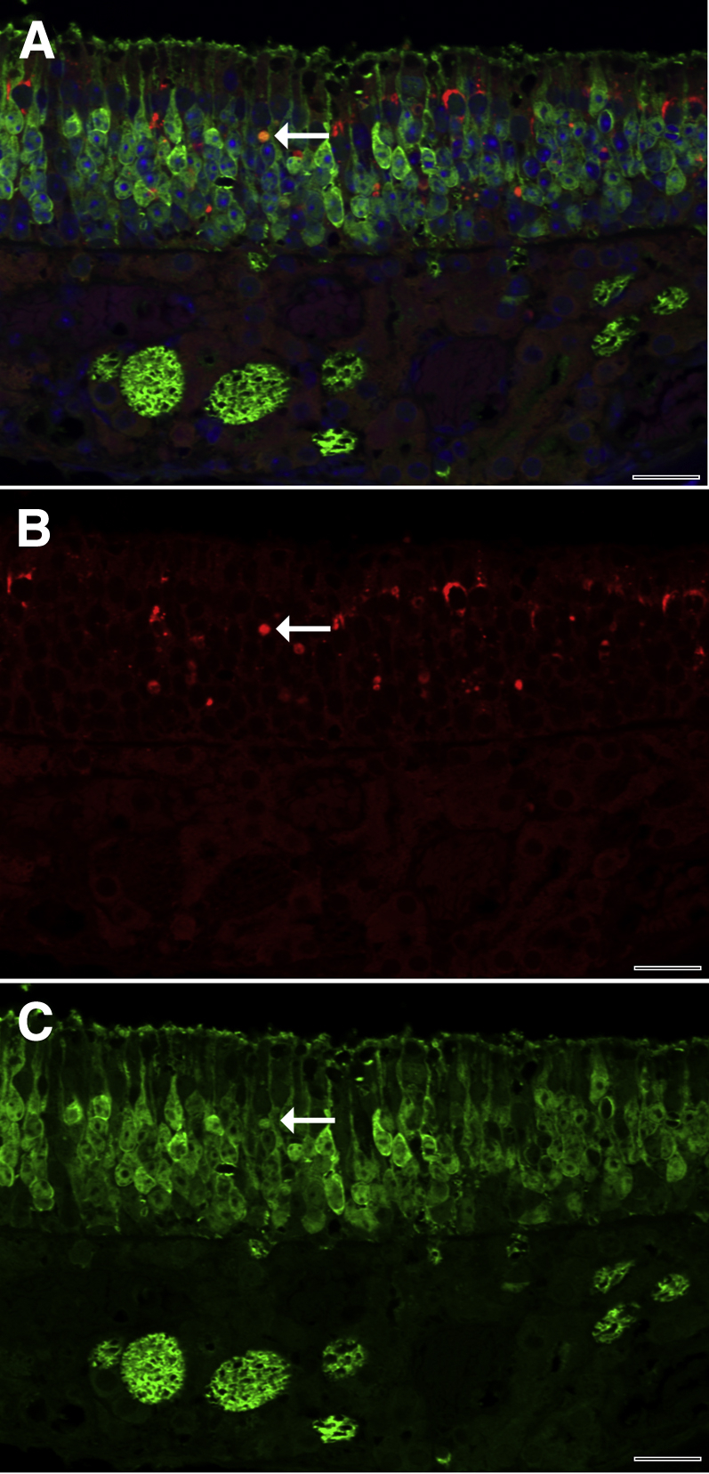 Figure 12