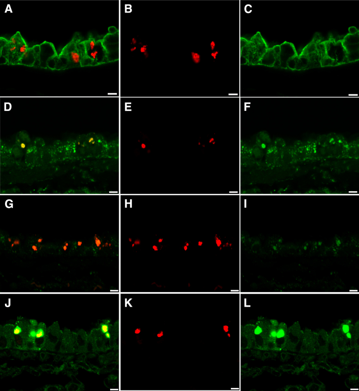 Figure 5