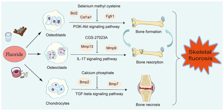 Apoptosis and Inflammation Involved with Fluoride-Induced Bone Injuries ...