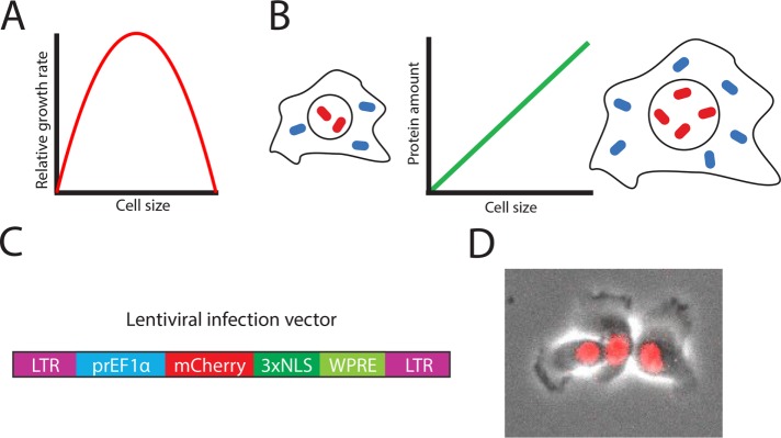 FIGURE 1: