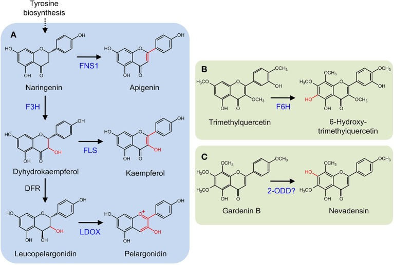 Figure 5