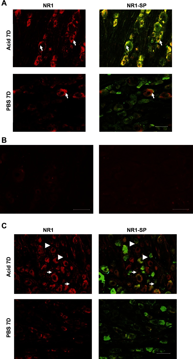 Fig. 8.