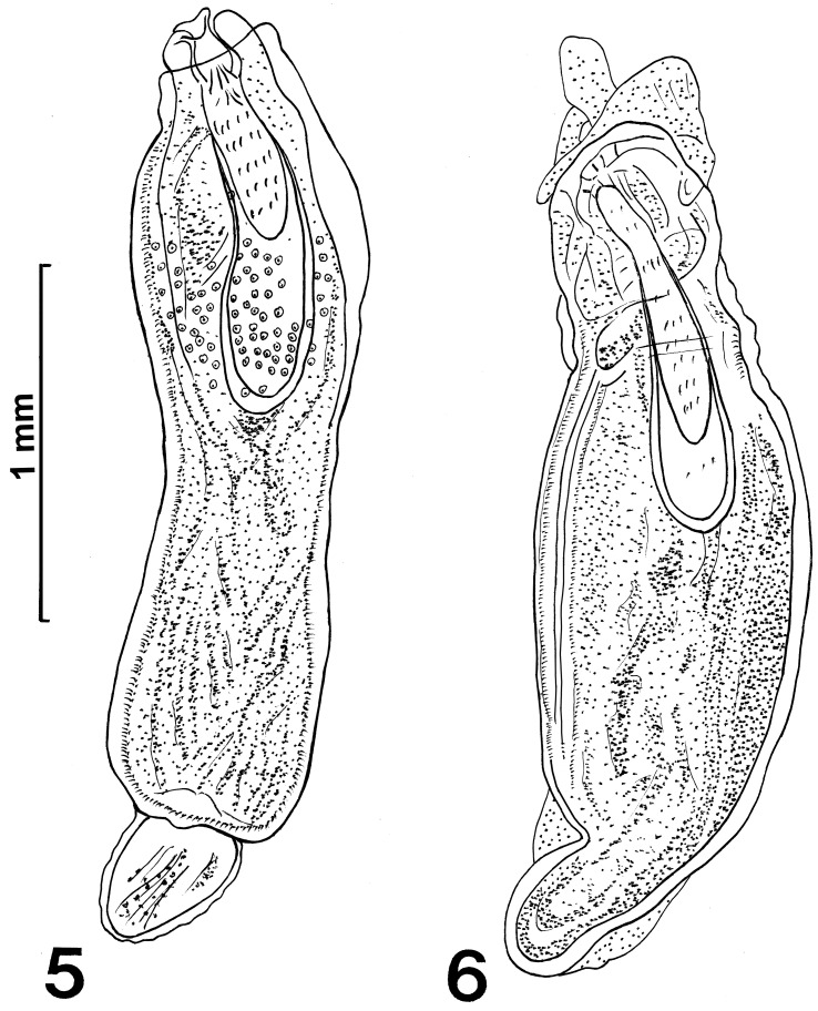 Figures 5, 6.