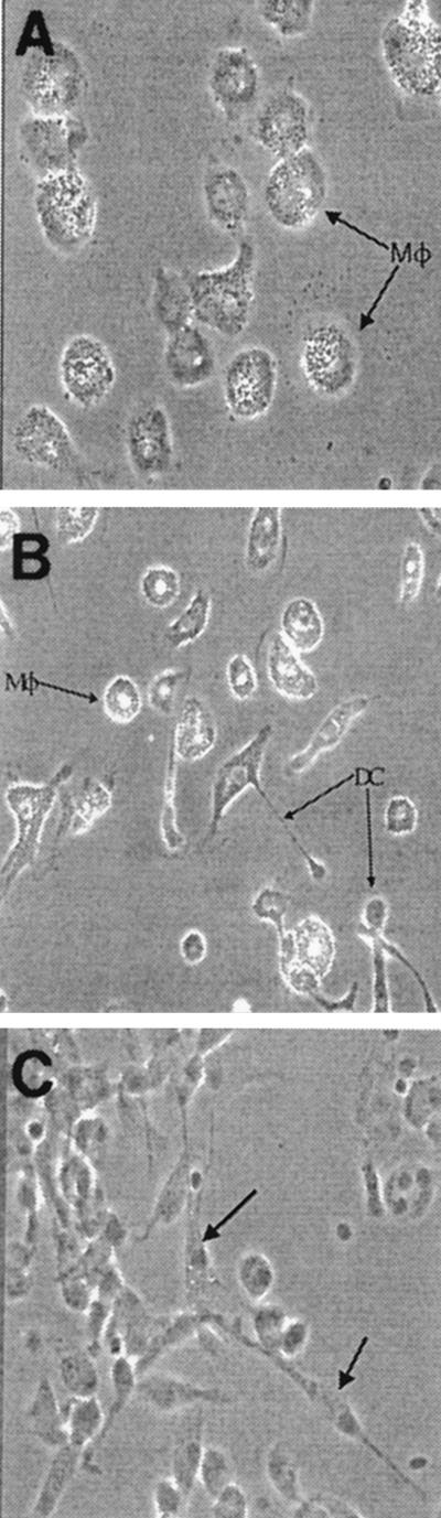 FIG. 1.