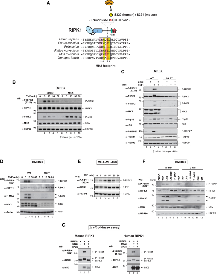 Figure 2