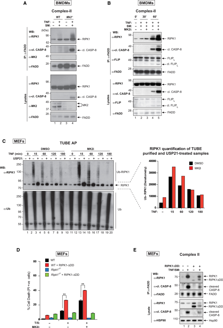 Figure 5