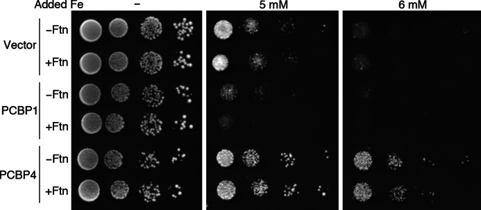 FIGURE 10.