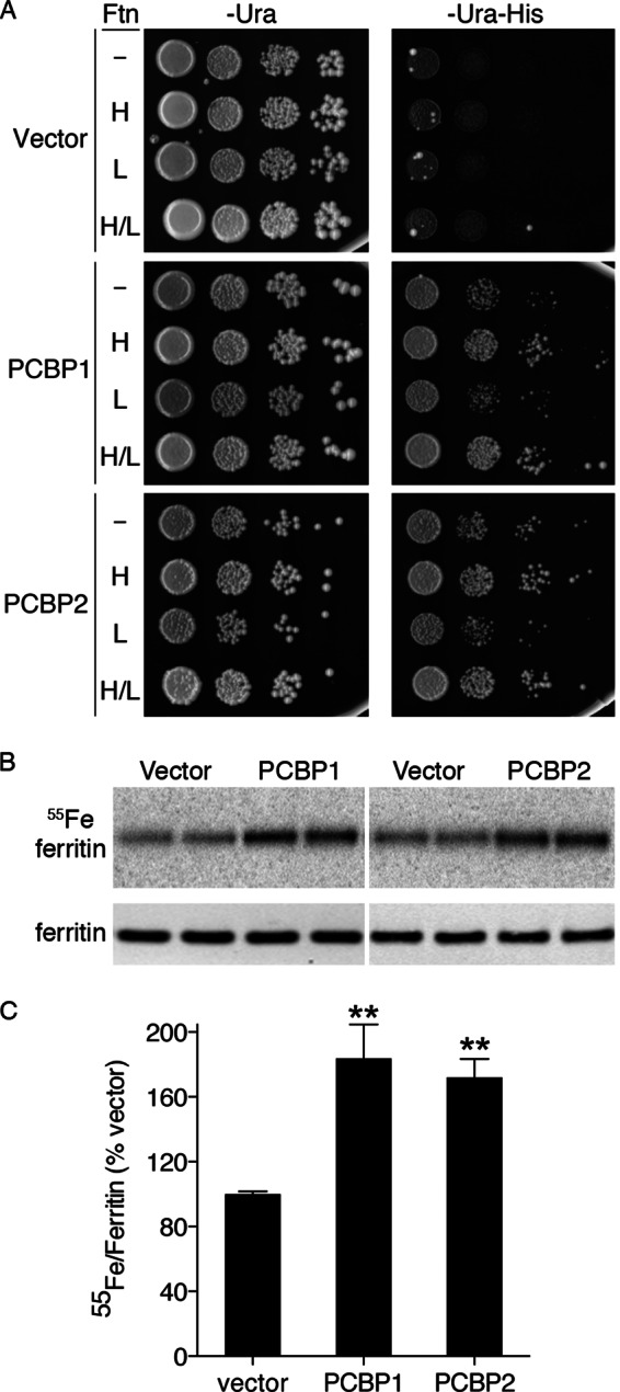 FIGURE 1.