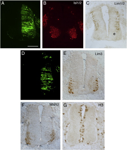 Supplementary Fig. 4