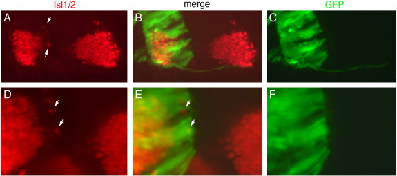 Supplementary Fig. 7