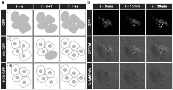 Fig. 1