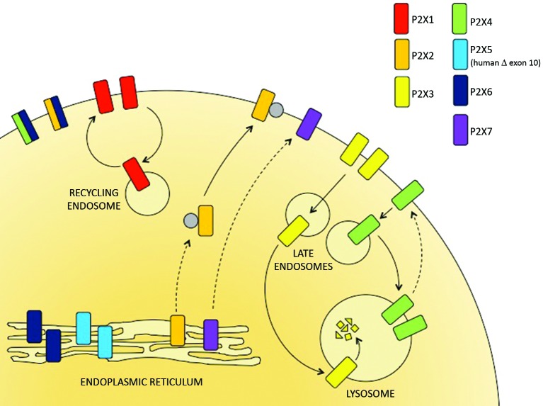 The trafficking and targeting of P2X receptors - PMC