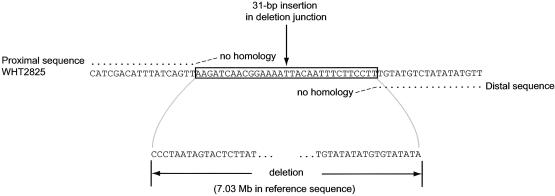 Figure  5