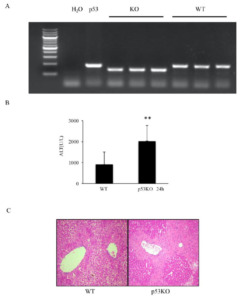 Fig.3