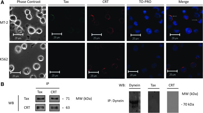 FIG. 2.