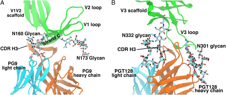 Roles of glycans in interactions between gp120 and HIV broadly ...