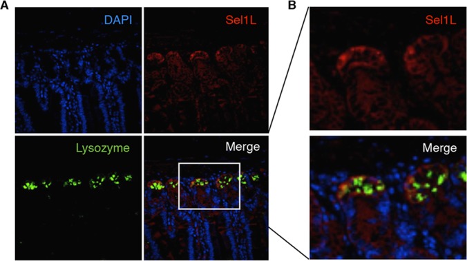 FIGURE 4: