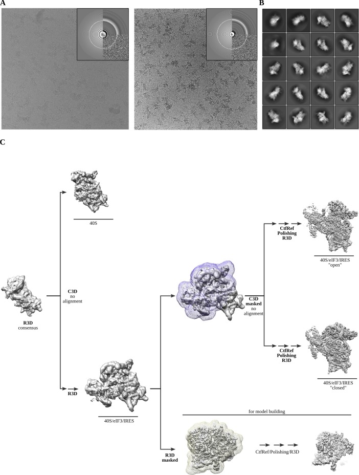 Figure 1—figure supplement 1.