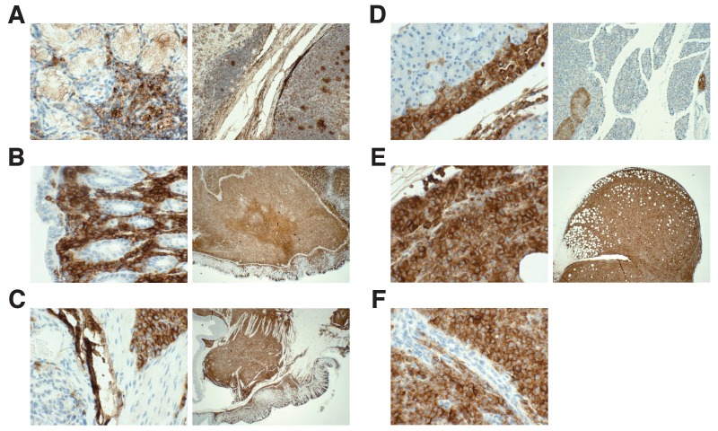 Figure 4—figure supplement 2.