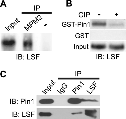 FIGURE 1.