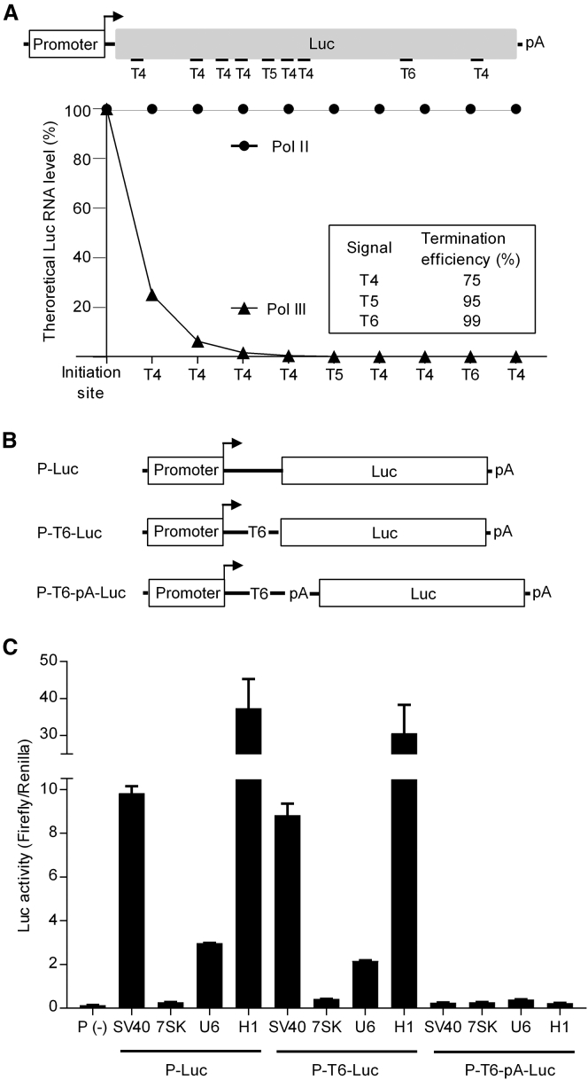 RNA Polymerase II Activity of Type 3 Pol III Promoters - PMC