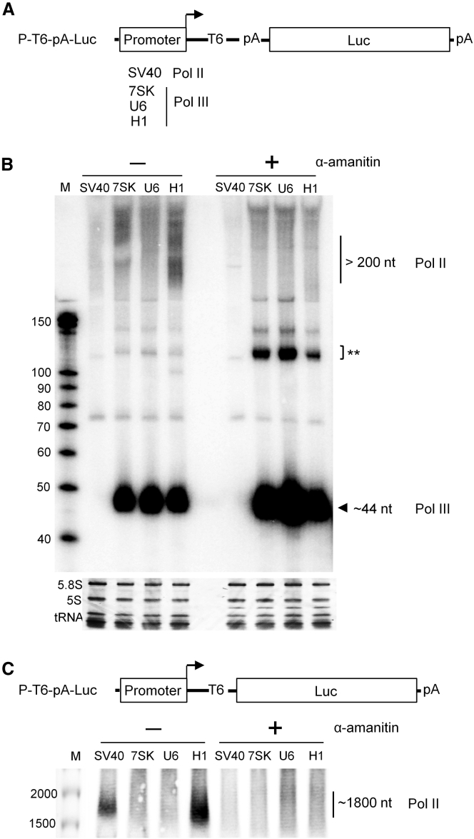 Figure 5