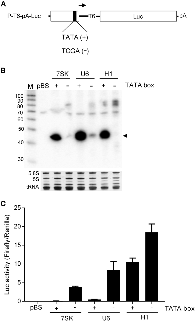 Figure 6