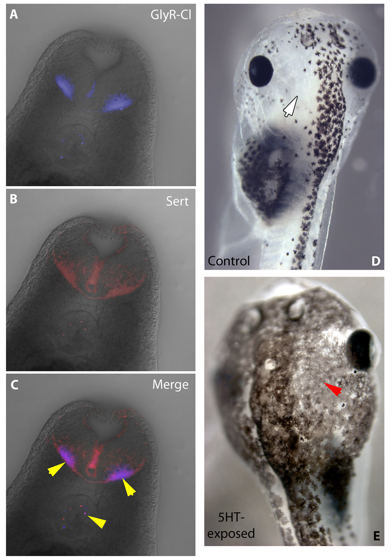 Fig. 6.